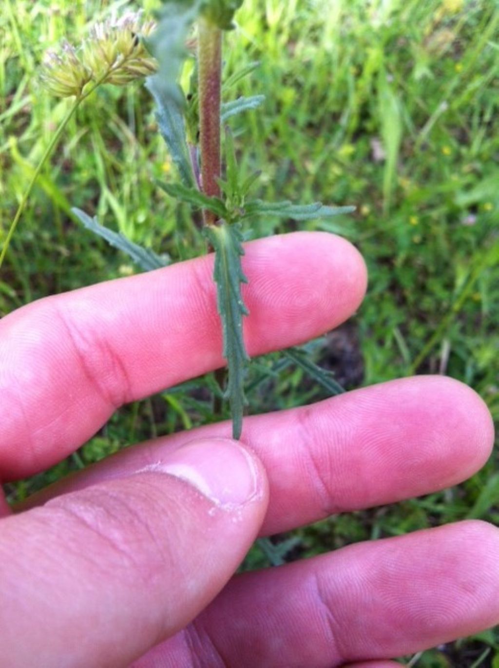 Bellardia trixago